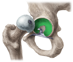Lunate surface of acetabulum (#3507)