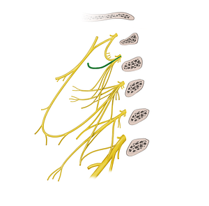 Lesser occipital nerve (#6613)