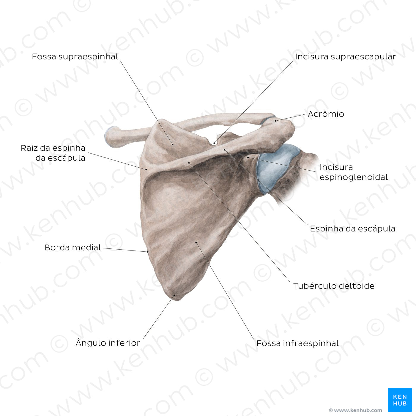 Scapula Posterior view (Portuguese) Kenhub Image License Store