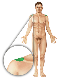 Acromion of scapula (#19810)