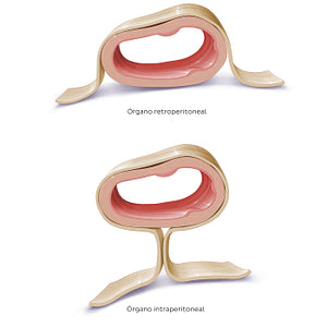 Peritoneal relations (isolated) (Spanish)