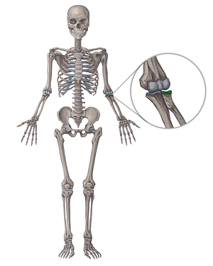 Head of radius (#2445)