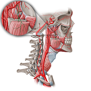 Masseteric artery (#1495)
