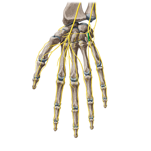 Common palmar digital branch of ulnar nerve (#20466)