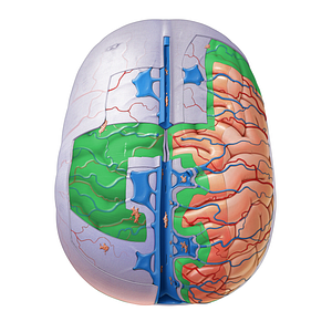 Arachnoid mater (#806)