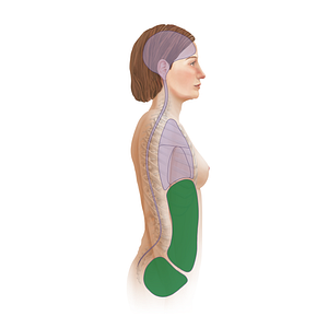 Abdominopelvic cavity (#19454)