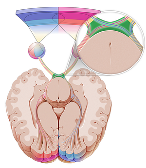 Optic chiasm (#2591)