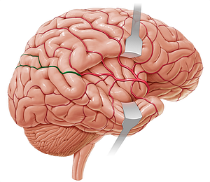 Artery to angular gyrus (#8687)