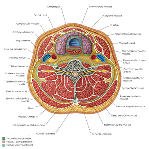 Compartments of the neck: Contents (English)