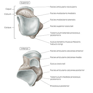 Talus (Superior and inferior view) (Latin)
