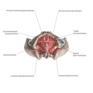 Arteries of the clitoris (German)