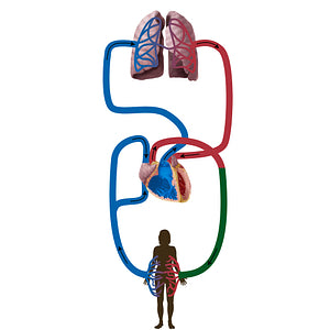 Systemic arteries (#19838)