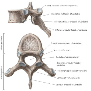 Typical thoracic vertebra (English)