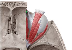 Trochlea of superior oblique muscle (#9584)