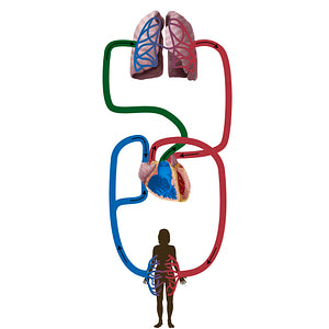 Pulmonary artery (#19832)