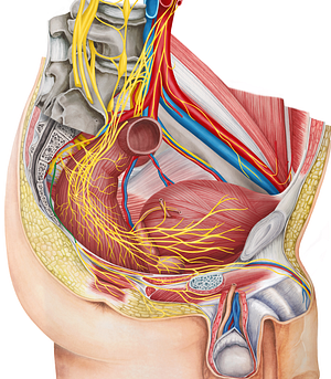 Pudendal nerve (#6701)