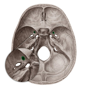 Foramen rotundum (#3798)
