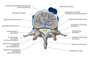 Veins of the isolated vertebra (English)