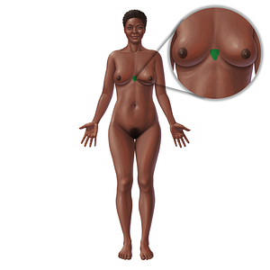 Xiphoid process of sternum (#21014)