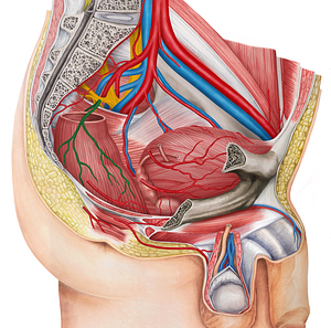 Superior anorectal artery (#1735)