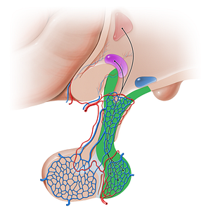 Neurohypophysis (#16230)