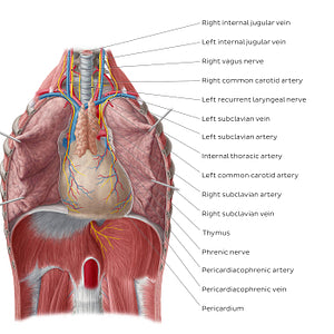 Heart in situ (with pericardium) (English)