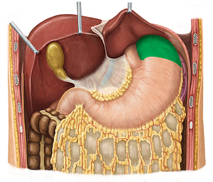 Fundus of stomach (#3921)