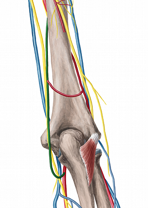Superior ulnar collateral artery (#1073)