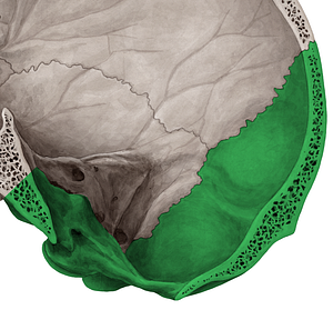 Occipital bone (#7446)