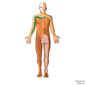 T1 dermatome (#20883)