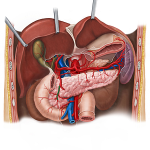 Anterior superior pancreaticoduodenal artery (#1591)
