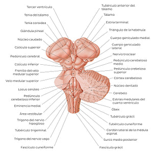 Brainstem and related structures (Spanish)