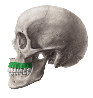 Alveolar process of maxilla (#8157)