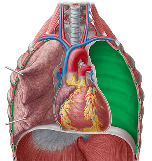 Costal part of parietal pleura (#7688)