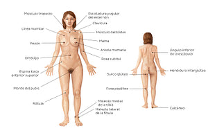 Female body surface anatomy (Spanish)