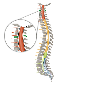 Vertebra C3 (#16464)