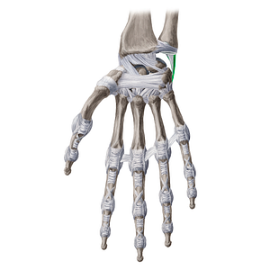 Ulnar collateral ligament of wrist joint (#4487)