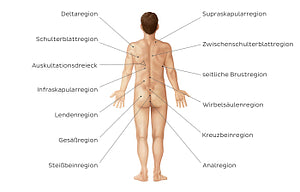 Regions of the back and buttocks (German)
