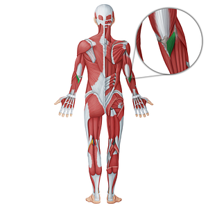 Anconeus muscle (#18643)