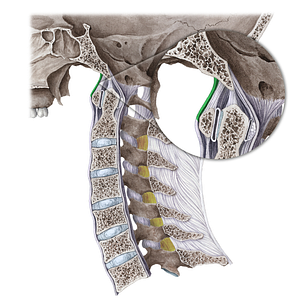 Anterior atlantooccipital membrane (#5033)