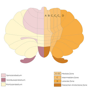 Cerebellum - divisions and zones (schematic) (German)