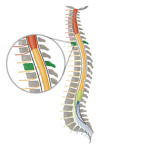 Vertebra T2 (#16101)