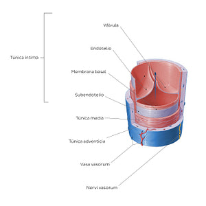 Structure of blood vessels: Vein (Spanish)