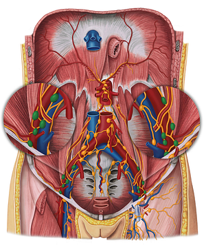 External iliac lymph nodes (#7023)