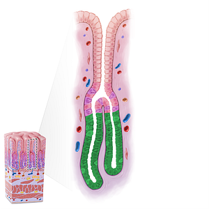 Base of gastric gland (#21622)