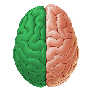 Left cerebral hemisphere (#19106)