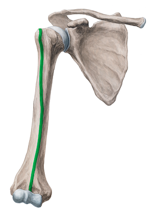 Anterior border of humerus (#19936)