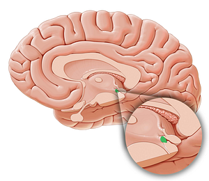 Posterior commissure (#2784)