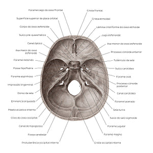 Superior view of the base of the skull (Portuguese)