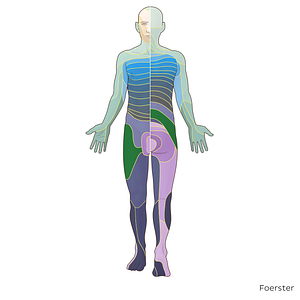 L2 dermatome (#20856)